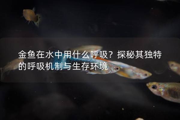 金鱼在水中用什么呼吸？探秘其独特的呼吸机制与生存环境