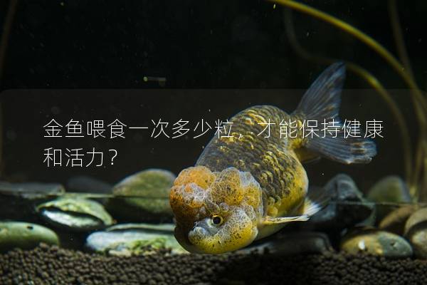 金鱼喂食一次多少粒，才能保持健康和活力？