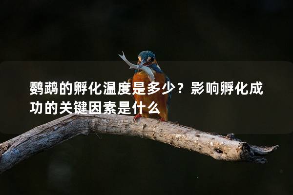 鹦鹉的孵化温度是多少？影响孵化成功的关键因素是什么