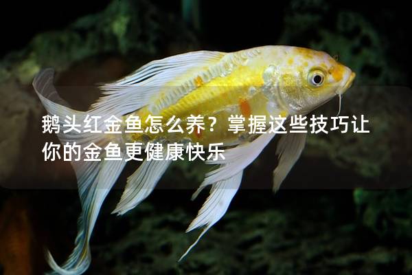 鹅头红金鱼怎么养？掌握这些技巧让你的金鱼更健康快乐