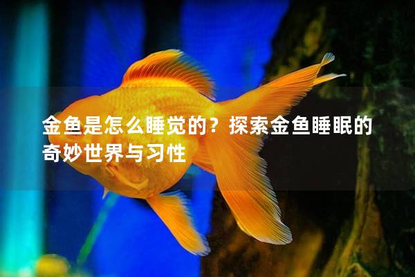 金鱼是怎么睡觉的？探索金鱼睡眠的奇妙世界与习性