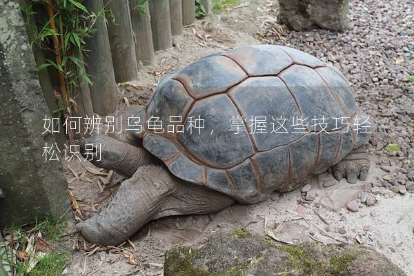 如何辨别乌龟品种，掌握这些技巧轻松识别