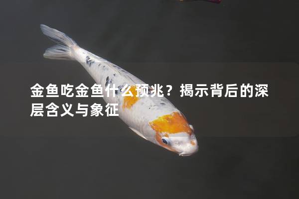 金鱼吃金鱼什么预兆？揭示背后的深层含义与象征