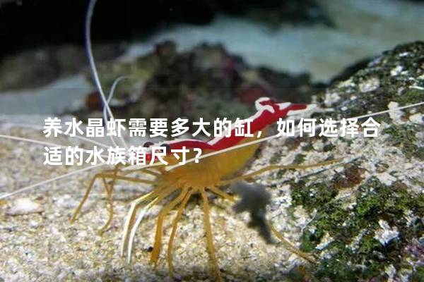 养水晶虾需要多大的缸，如何选择合适的水族箱尺寸？