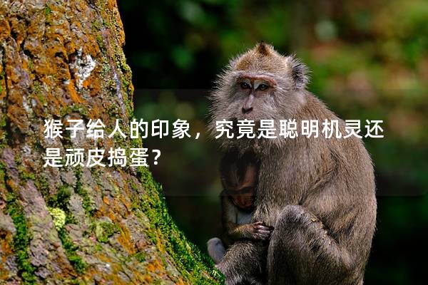 猴子给人的印象，究竟是聪明机灵还是顽皮捣蛋？