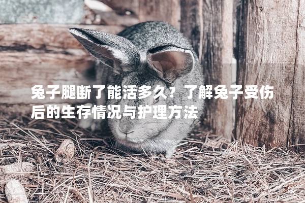 兔子腿断了能活多久？了解兔子受伤后的生存情况与护理方法