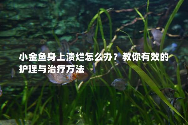 小金鱼身上溃烂怎么办？教你有效的护理与治疗方法