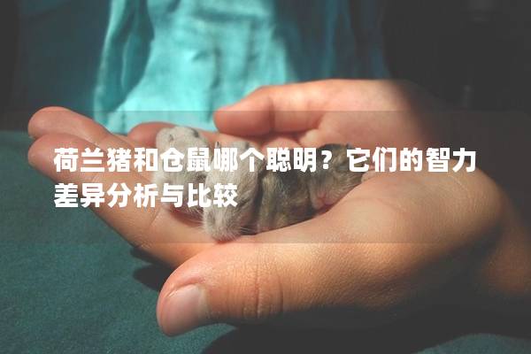 荷兰猪和仓鼠哪个聪明？它们的智力差异分析与比较