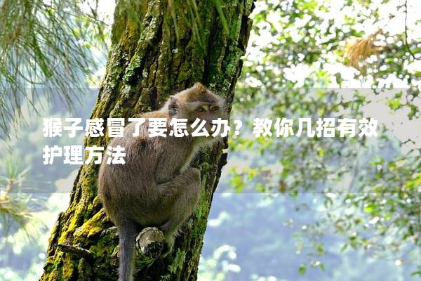 猴子感冒了要怎么办？教你几招有效护理方法