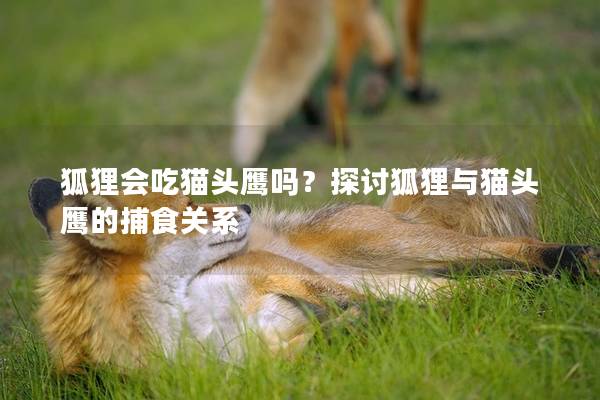 狐狸会吃猫头鹰吗？探讨狐狸与猫头鹰的捕食关系