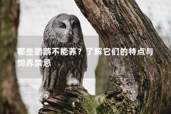 哪些鹦鹉不能养？了解它们的特点与饲养禁忌