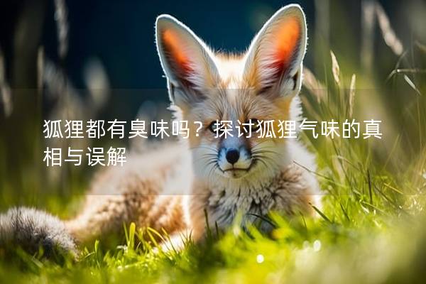 狐狸都有臭味吗？探讨狐狸气味的真相与误解