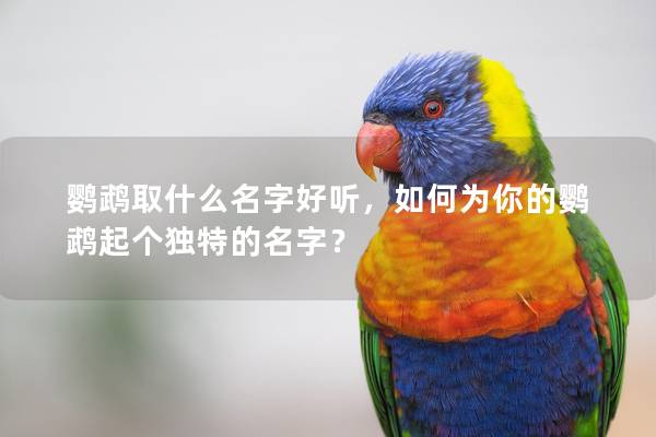 鹦鹉取什么名字好听，如何为你的鹦鹉起个独特的名字？