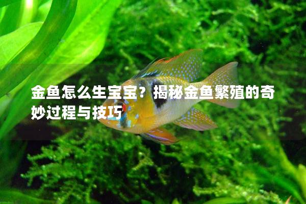 金鱼怎么生宝宝？揭秘金鱼繁殖的奇妙过程与技巧