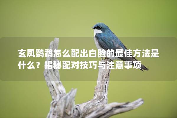 玄凤鹦鹉怎么配出白脸的最佳方法是什么？揭秘配对技巧与注意事项