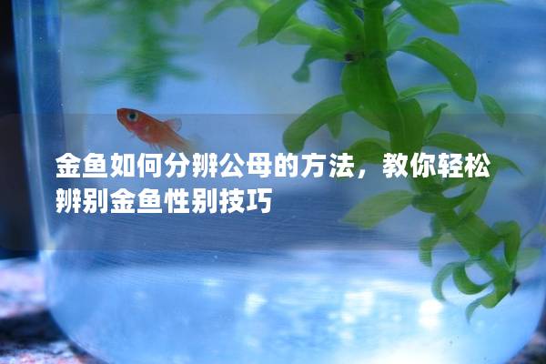 金鱼如何分辨公母的方法，教你轻松辨别金鱼性别技巧