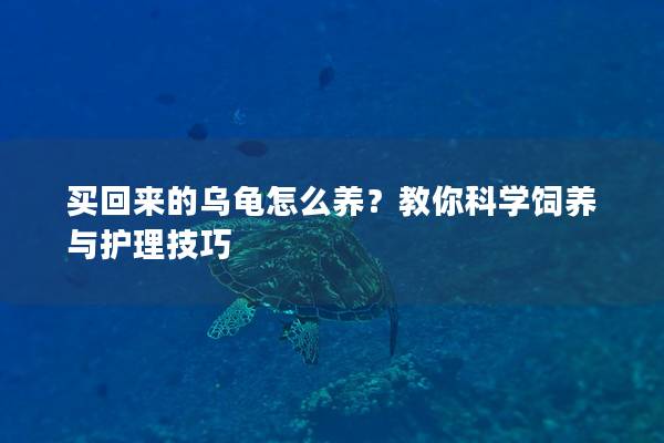 买回来的乌龟怎么养？教你科学饲养与护理技巧