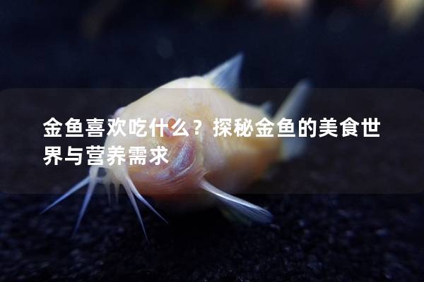 金鱼喜欢吃什么？探秘金鱼的美食世界与营养需求