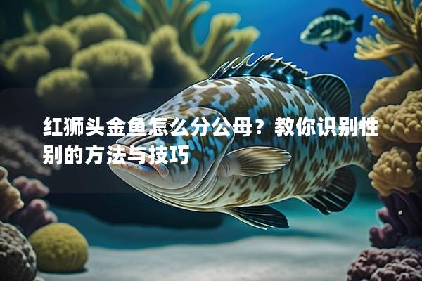 红狮头金鱼怎么分公母？教你识别性别的方法与技巧