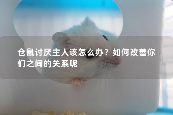 仓鼠讨厌主人该怎么办？如何改善你们之间的关系呢