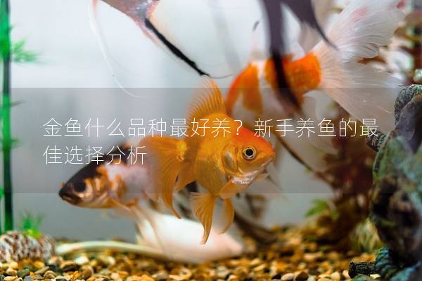 金鱼什么品种最好养？新手养鱼的最佳选择分析