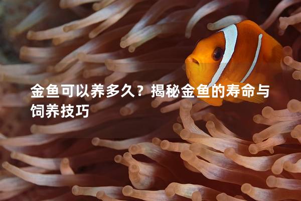 金鱼可以养多久？揭秘金鱼的寿命与饲养技巧