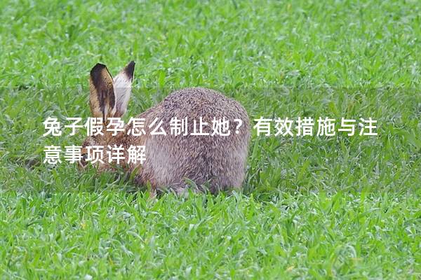 兔子假孕怎么制止她？有效措施与注意事项详解