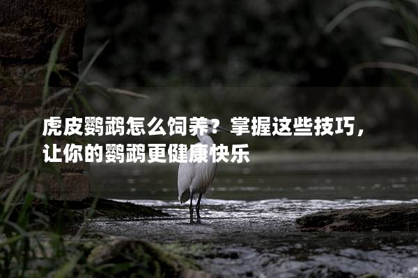 虎皮鹦鹉怎么饲养？掌握这些技巧，让你的鹦鹉更健康快乐