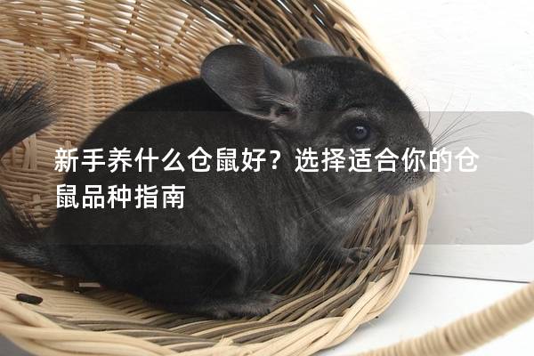 新手养什么仓鼠好？选择适合你的仓鼠品种指南