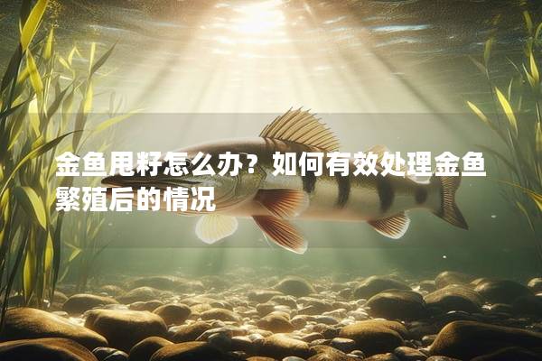 金鱼甩籽怎么办？如何有效处理金鱼繁殖后的情况