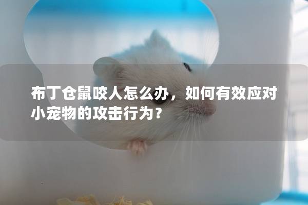 布丁仓鼠咬人怎么办，如何有效应对小宠物的攻击行为？