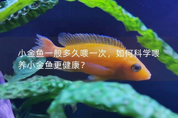 小金鱼一般多久喂一次，如何科学喂养小金鱼更健康？