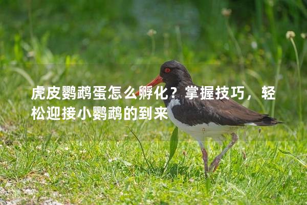 虎皮鹦鹉蛋怎么孵化？掌握技巧，轻松迎接小鹦鹉的到来