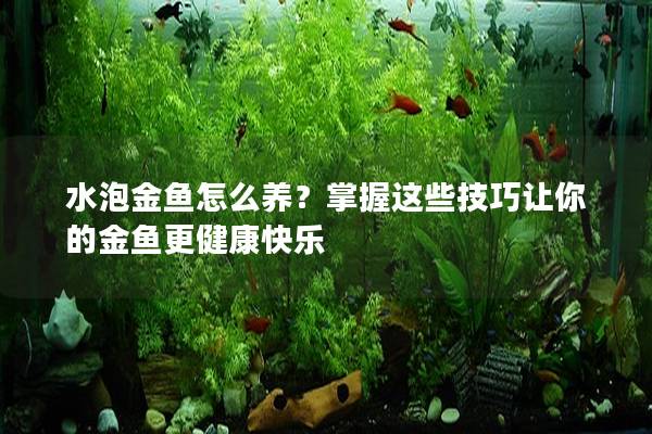 水泡金鱼怎么养？掌握这些技巧让你的金鱼更健康快乐