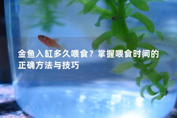 金鱼入缸多久喂食？掌握喂食时间的正确方法与技巧