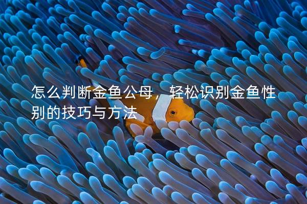 怎么判断金鱼公母，轻松识别金鱼性别的技巧与方法