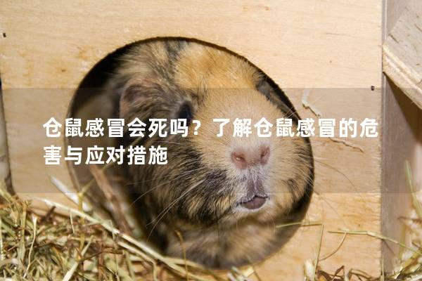 仓鼠感冒会死吗？了解仓鼠感冒的危害与应对措施