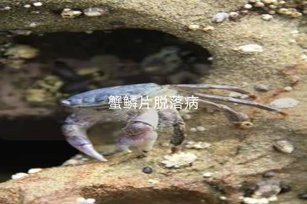 蟹鳞片脱落病