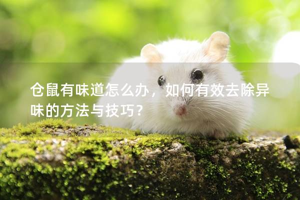 仓鼠有味道怎么办，如何有效去除异味的方法与技巧？