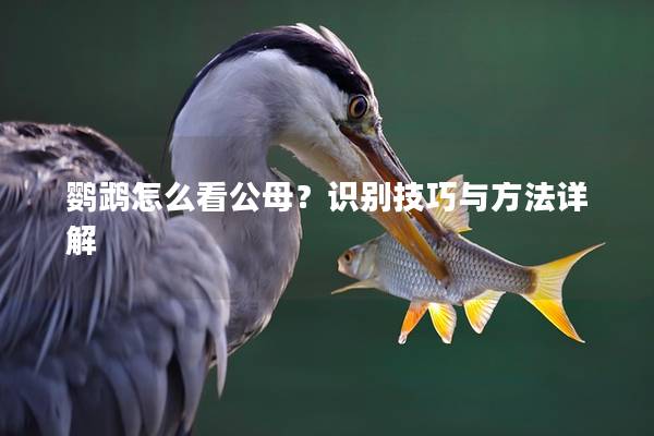 鹦鹉怎么看公母？识别技巧与方法详解