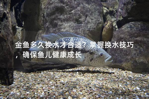 金鱼多久换水才合适？掌握换水技巧，确保鱼儿健康成长