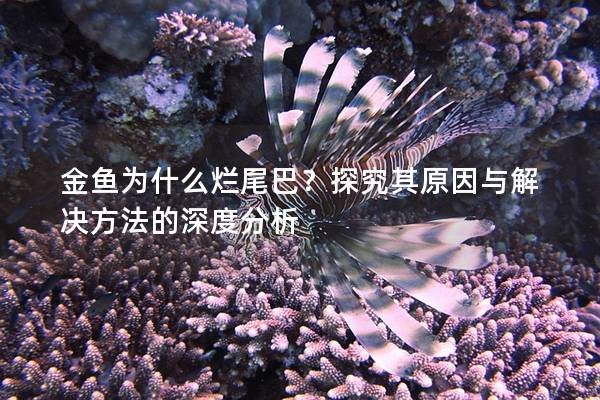 金鱼为什么烂尾巴？探究其原因与解决方法的深度分析