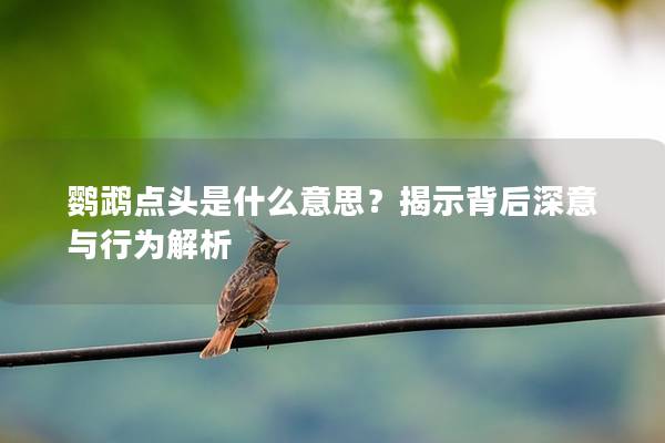 鹦鹉点头是什么意思？揭示背后深意与行为解析