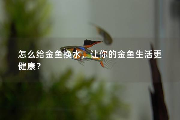 怎么给金鱼换水，让你的金鱼生活更健康？