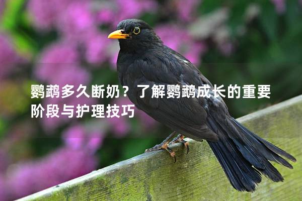 鹦鹉多久断奶？了解鹦鹉成长的重要阶段与护理技巧