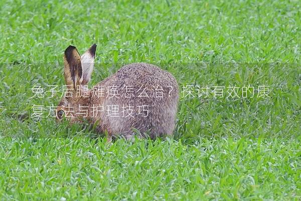 兔子后腿瘫痪怎么治？探讨有效的康复方法与护理技巧