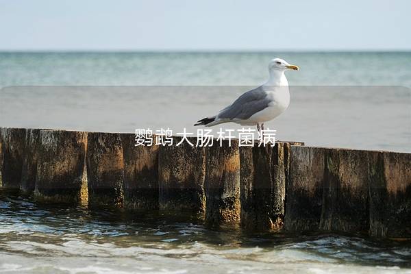 鹦鹉大肠杆菌病