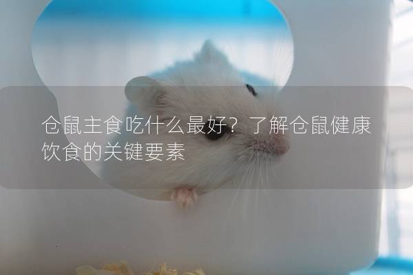 仓鼠主食吃什么最好？了解仓鼠健康饮食的关键要素