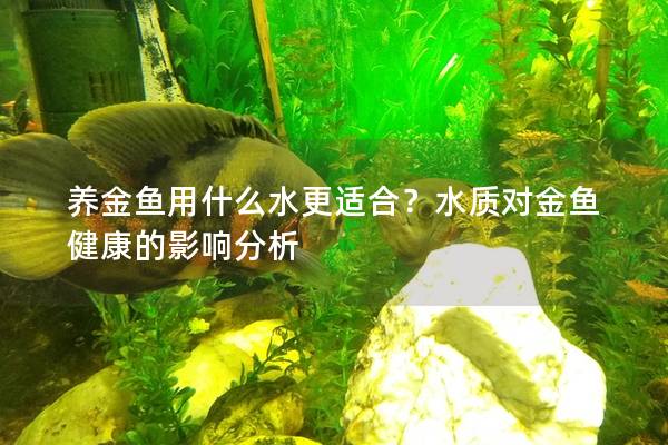 养金鱼用什么水更适合？水质对金鱼健康的影响分析