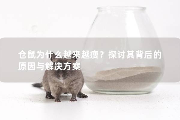 仓鼠为什么越来越瘦？探讨其背后的原因与解决方案